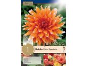 Dahlia Colour Spectacle