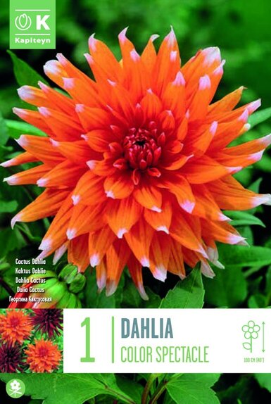 Dahlia Colour Spectacle