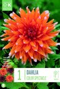 Dahlia Colour Spectacle