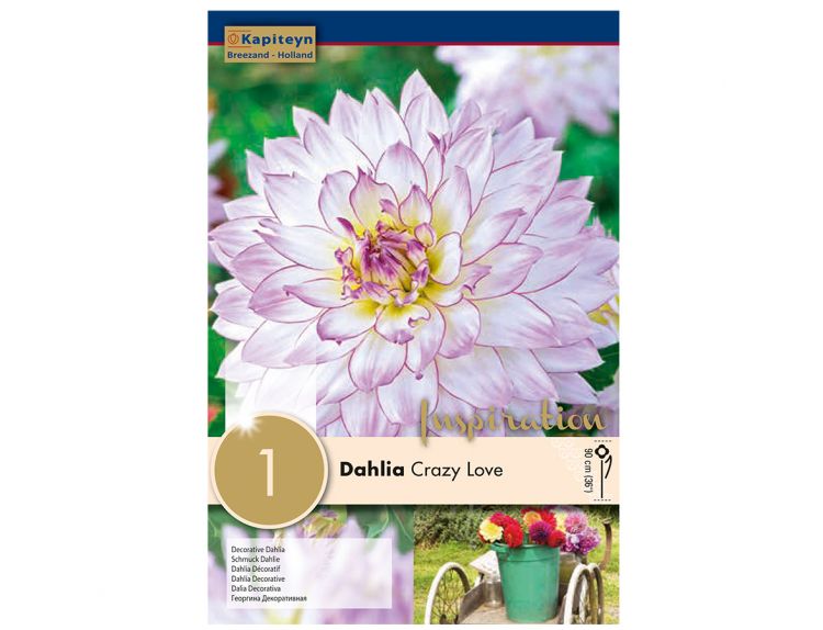Dahlia Crazy Love