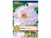 Dahlia Crazy Love