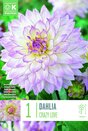 Dahlia Crazy Love