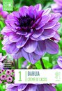 Dahlia Creme de Cassis
