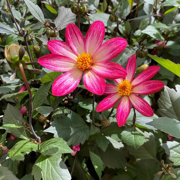 Dahlia Dahlegria Magenta Bicolour