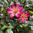 Dahlia Dahlegria Magenta Bicolour