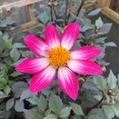 Dahlia Dahlegria Magenta Bicolour