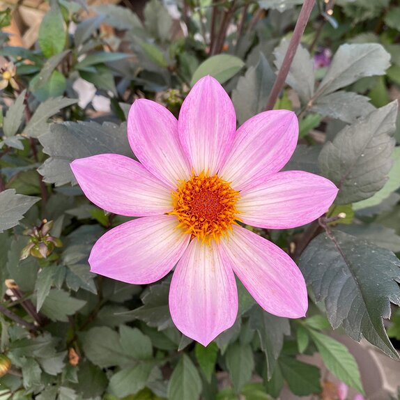 Dahlia Dahlegria Pink Flame
