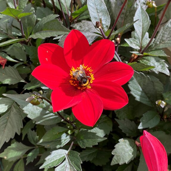 Dahlia Dahlegria Red