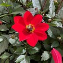 Dahlia Dahlegria Red