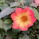 Dahlia Dahlegria Sunrise