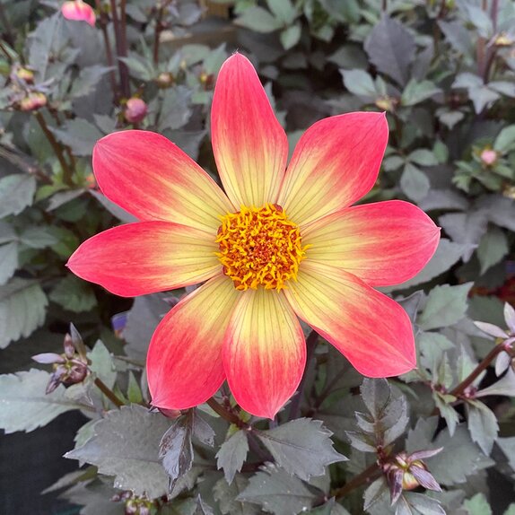 Dahlia Dahlegria Sunrise