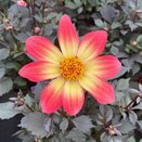 Dahlia Dahlegria Sunrise