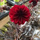 Dahlia Dalaya Dark Aruna 2 litre pot