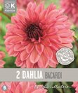 Dahlia Decorative Bacardi