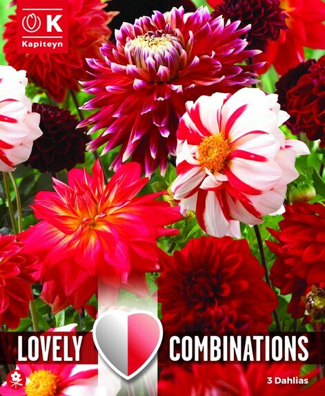 Dahlia Decorative Lovely Combinations Red and White