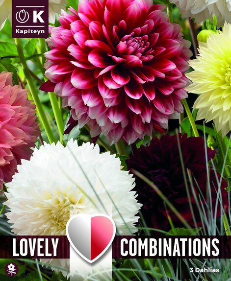 Dahlia Fimbriata Lovely Combinations Red and White