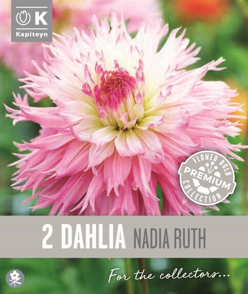 Dahlia Fimbriata Nadia Ruth