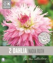 Dahlia Fimbriata Nadia Ruth