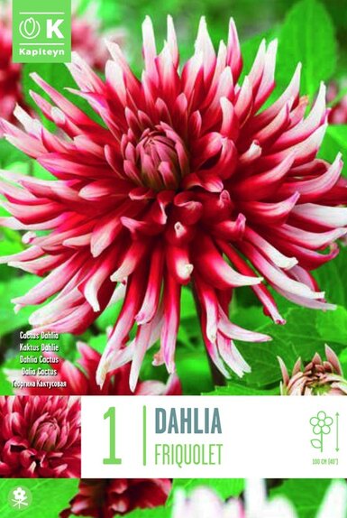 Dahlia Friquolet