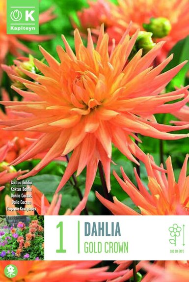 Dahlia Gold Crown