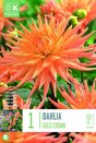 Dahlia Gold Crown
