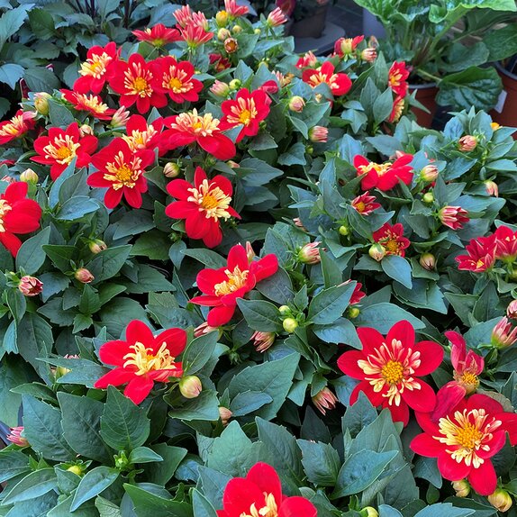 Dahlia Goldalia Scarlet