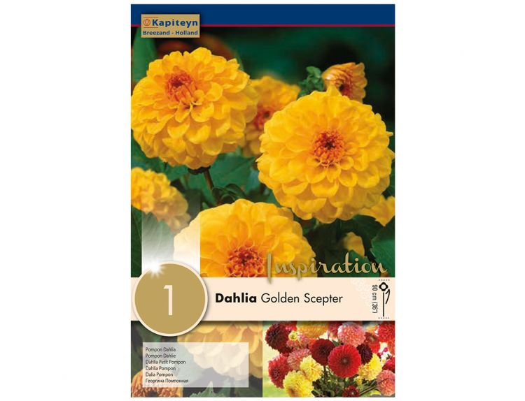 Dahlia Golden Scepter