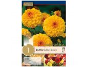 Dahlia Golden Scepter