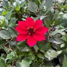 Dahlia Happy Days Cherry Red 1 litre pot