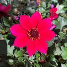 Dahlia Happy Days Cherry Red 1 litre pot