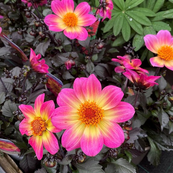 Dahlia Happy Days Halo 1 litre pot