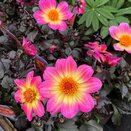 Dahlia Happy Days Halo 1 litre pot