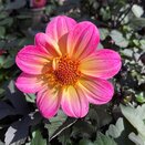 Dahlia Happy Days Halo 1 litre pot