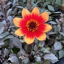 Dahlia Happy Days Orange Red Bicolour 1 litre pot