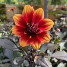 Dahlia Happy Days Orange Red Bicolour 1 litre pot