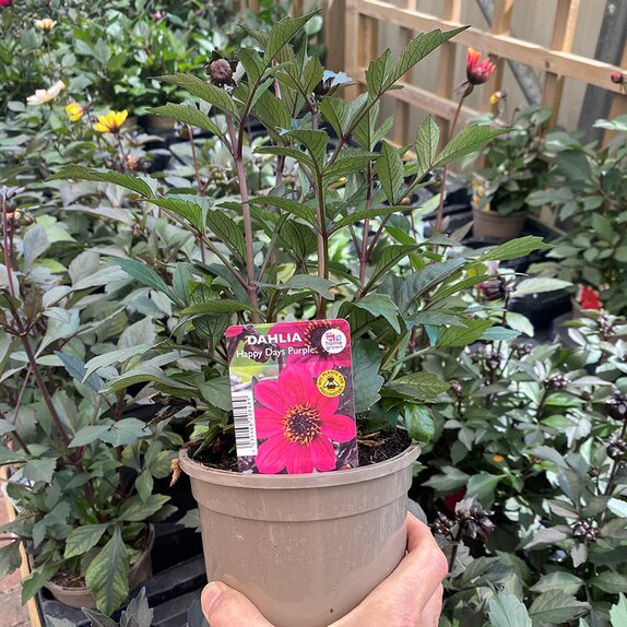 Dahlia Happy Days Purple 1 litre pot