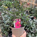 Dahlia Happy Days Purple 1 litre pot