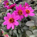 Dahlia Happy Days Purple 1 litre pot