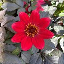 Dahlia Happy Days Scarlet 1 litre pot
