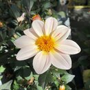Dahlia Happy Days White 1 litre pot