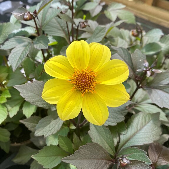 Dahlia Happy Days Yellow 1 litre pot
