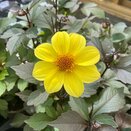 Dahlia Happy Days Yellow 1 litre pot