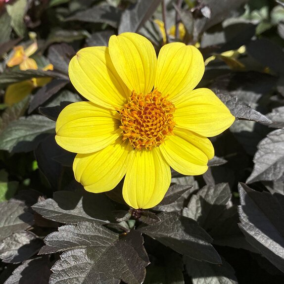 Dahlia Happy Days Yellow 1 litre pot