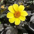 Dahlia Happy Days Yellow 1 litre pot