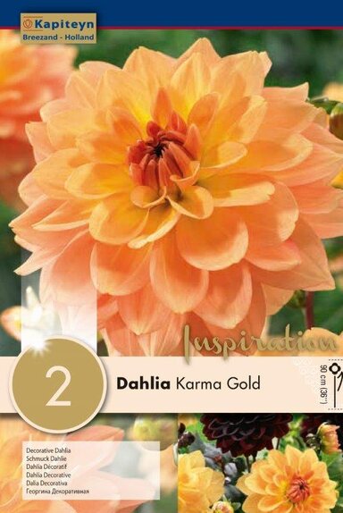 Dahlia Karma Gold