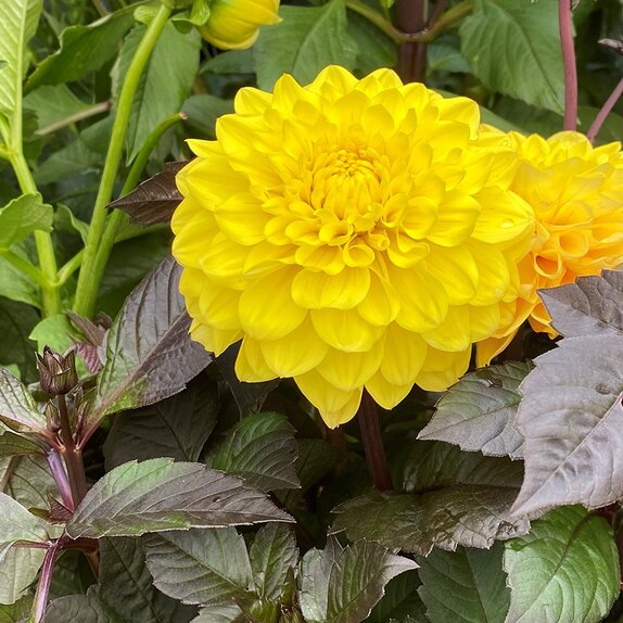 Dahlia Labella Maggiore Fun Choc Yellow