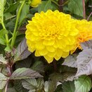 Dahlia Labella Maggiore Fun Choc Yellow