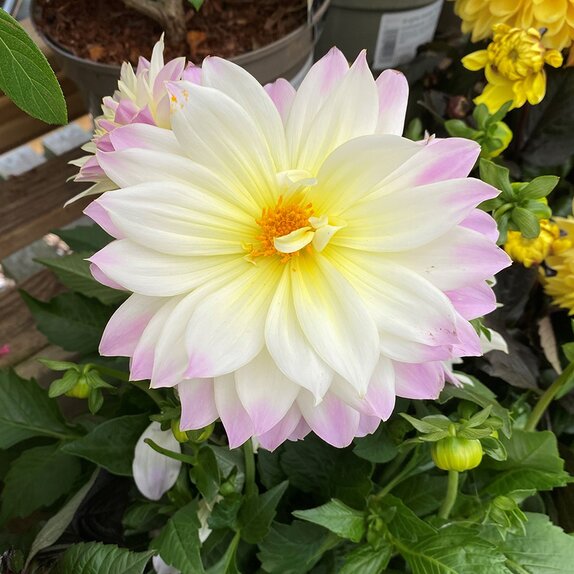 Dahlia Labella Maggiore Fun Pastel  - image 1