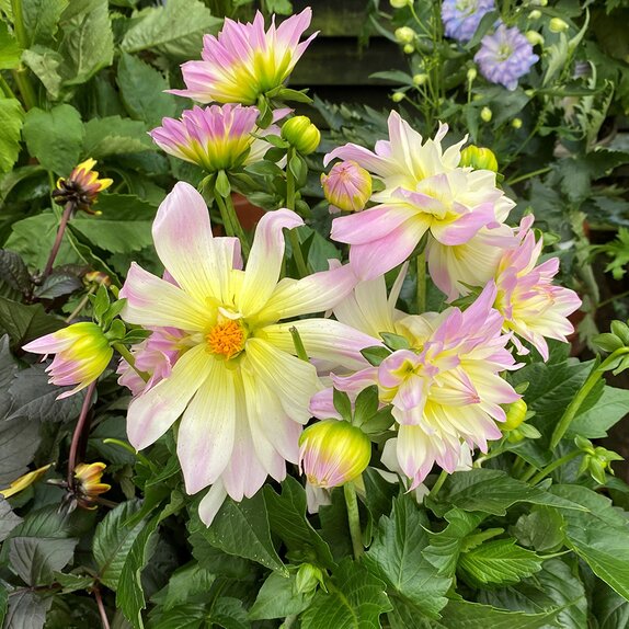 Dahlia Labella Maggiore Fun Pastel  - image 2
