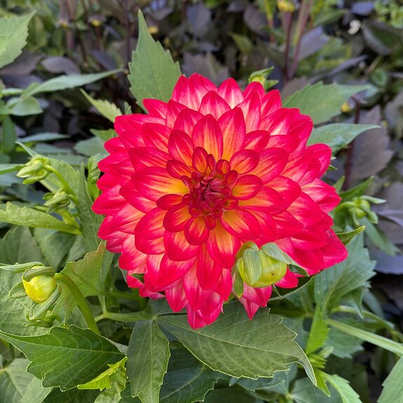Dahlia Labella Maggiore Pomegranate